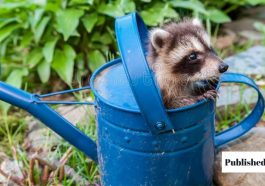 How to Get a Raccoon Out of Your Garage 