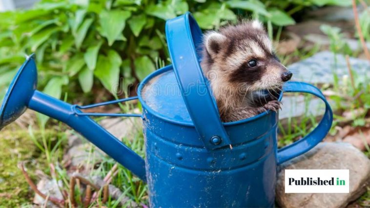 How to Get a Raccoon Out of Your Garage