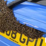 Get a Wasp Out of Your Car