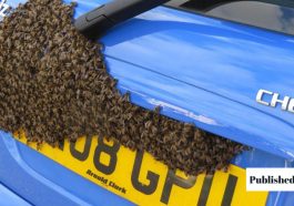 Get a Wasp Out of Your Car
