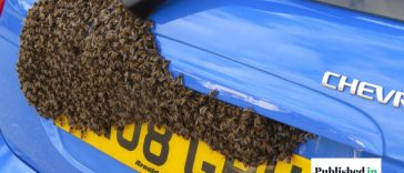 Get a Wasp Out of Your Car