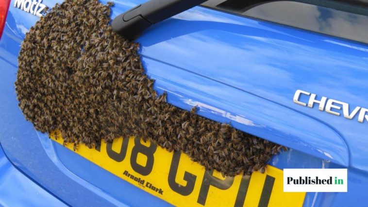 Get a Wasp Out of Your Car