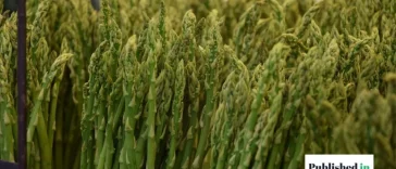 How to Grow Asparagus in Florida 