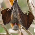 Get Bats Out of Your Barn the Safe and Humane Way