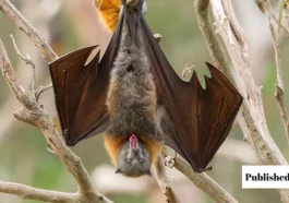 Get Bats Out of Your Barn the Safe and Humane Way