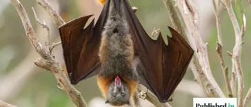 Get Bats Out of Your Barn the Safe and Humane Way