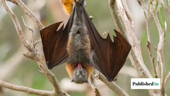 Get Bats Out of Your Barn the Safe and Humane Way