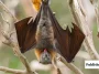 Get Bats Out of Your Barn the Safe and Humane Way