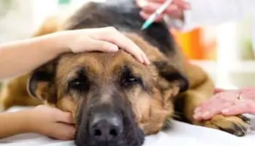 How To Euthanize A Dog With Benadryl