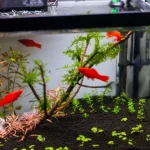 How To Remove Tannins From Aquarium Water