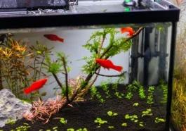 How To Remove Tannins From Aquarium Water
