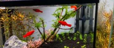 How To Remove Tannins From Aquarium Water