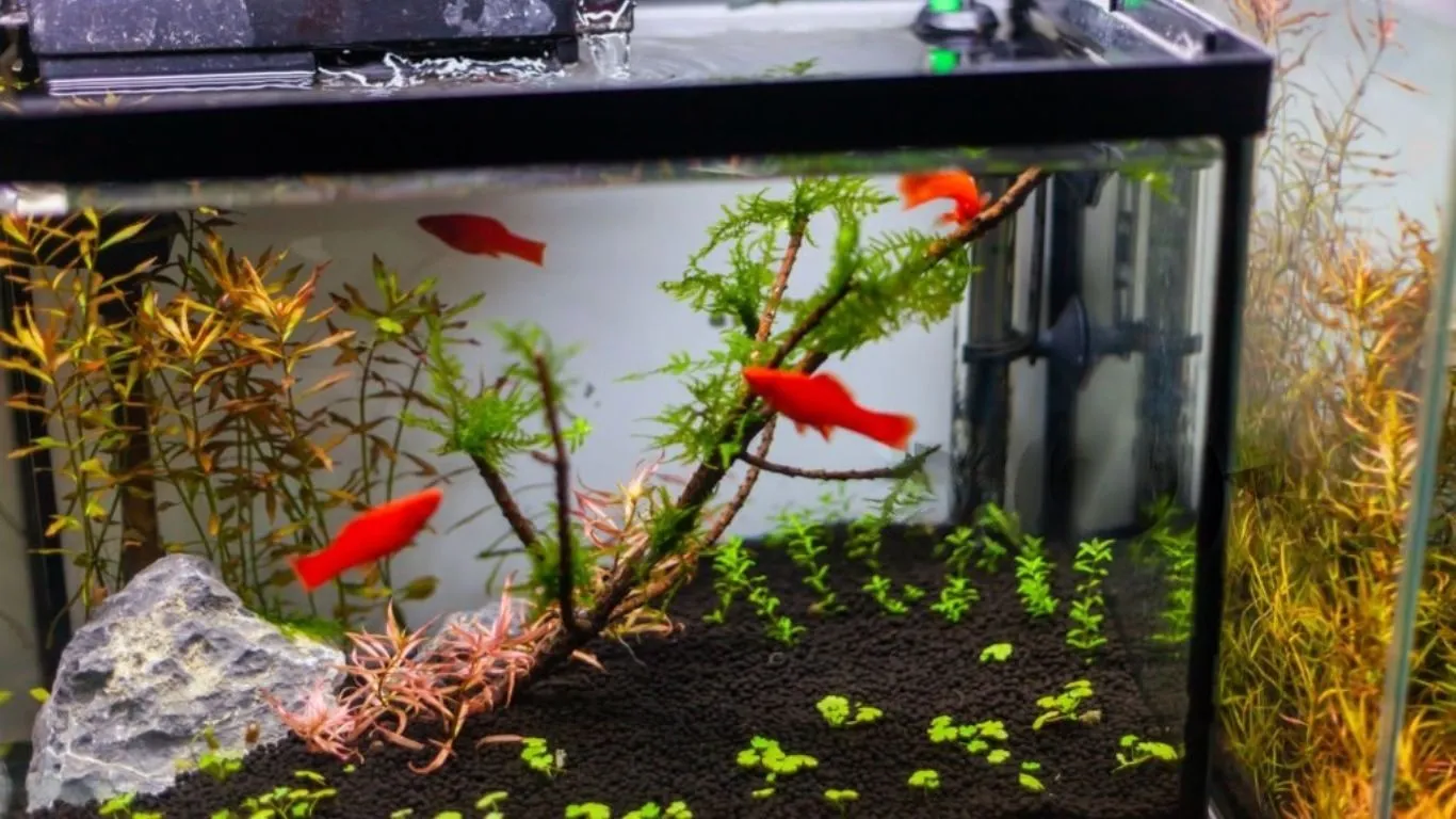 How To Remove Tannins From Aquarium Water