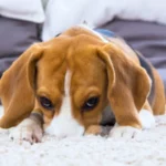 "Unraveling the Mystery: Understanding Why Your Dog Scratches the Carpet"