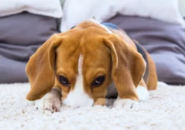 "Unraveling the Mystery: Understanding Why Your Dog Scratches the Carpet"