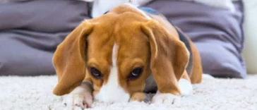 "Unraveling the Mystery: Understanding Why Your Dog Scratches the Carpet"