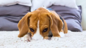 "Unraveling the Mystery: Understanding Why Your Dog Scratches the Carpet"