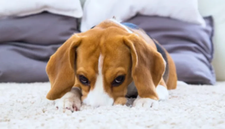 "Unraveling the Mystery: Understanding Why Your Dog Scratches the Carpet"